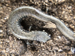 Batrachoseps gavilanensis