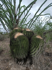 Echinocactus platyacanthus