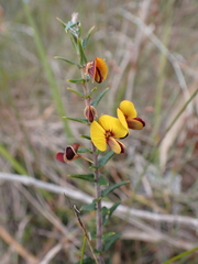 Bossiaea