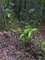 Wilkiea macrophylla