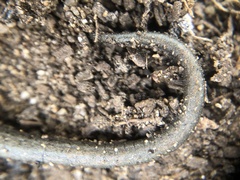 Batrachoseps gavilanensis