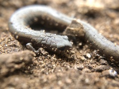 Batrachoseps gavilanensis