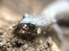 Batrachoseps gavilanensis