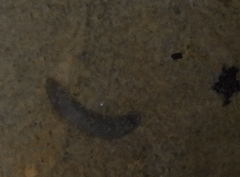 Continenticola