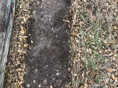 Batrachoseps gavilanensis