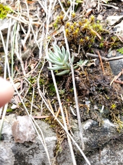 Sedum lanceolatum