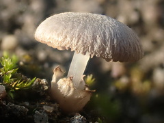 Volvariella pusilla