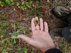 Gaillardia aristata