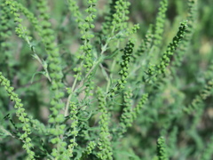 Ambrosia