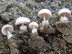 Volvariella pusilla