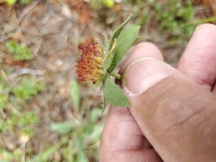 Gaillardia aristata