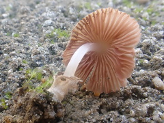 Volvariella pusilla