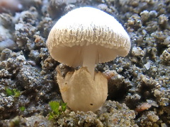 Volvariella pusilla