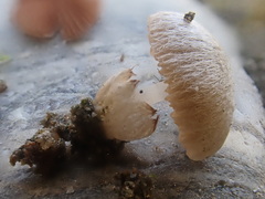 Volvariella pusilla