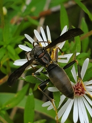 Polistes fuscatus