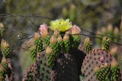 Opuntia rufida
