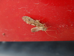 Polycentropodidae