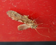 Polycentropodidae