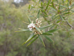 Leucopogon