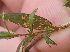 Coleosporium