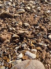 Tympanocryptis intima