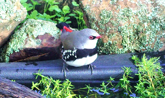 Stagonopleura guttata