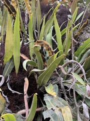 Elaphoglossum
