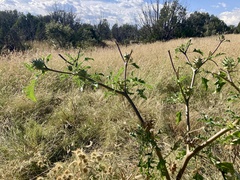 Datura