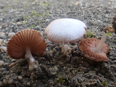 Volvariella pusilla