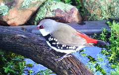 Stagonopleura guttata