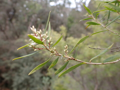 Leucopogon
