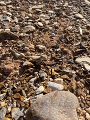 Tympanocryptis intima