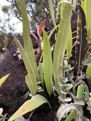 Elaphoglossum