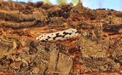 Ethmia