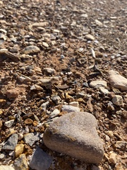 Tympanocryptis intima