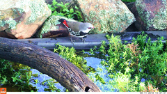 Stagonopleura guttata