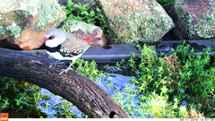 Stagonopleura guttata