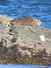 Phoca vitulina vitulina