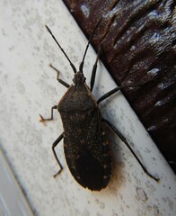 Anasa