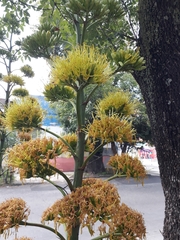 Agave americana