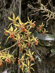 Cyrtochilum weirii