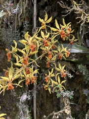 Cyrtochilum weirii