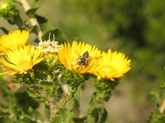 Megachile parallela