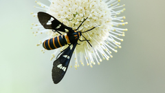 Syntomeida melanthus