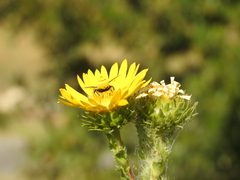 Megachile parallela