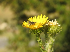 Megachile parallela