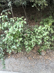 Rhus integrifolia × ovata