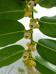 Diospyros malabarica