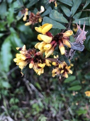 Pultenaea stipularis