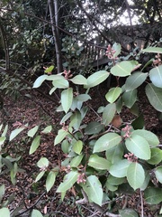 Rhus integrifolia × ovata